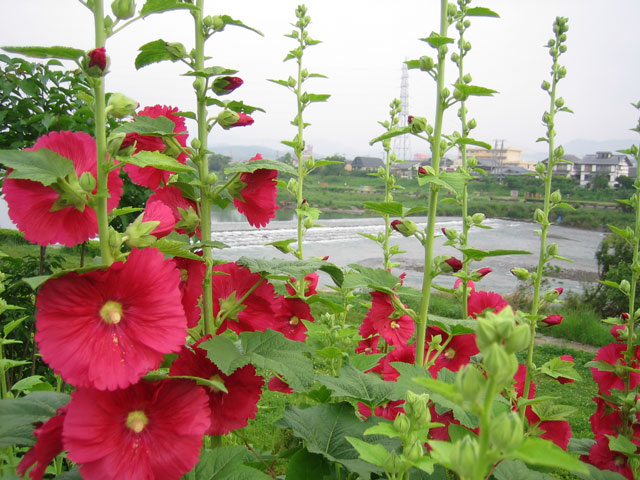 鏡川の立葵が見事でした
