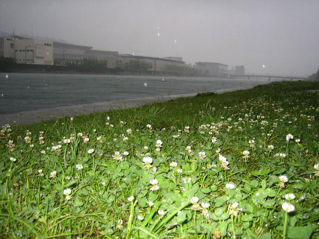 大雨の鏡川、柳原に咲く白詰草