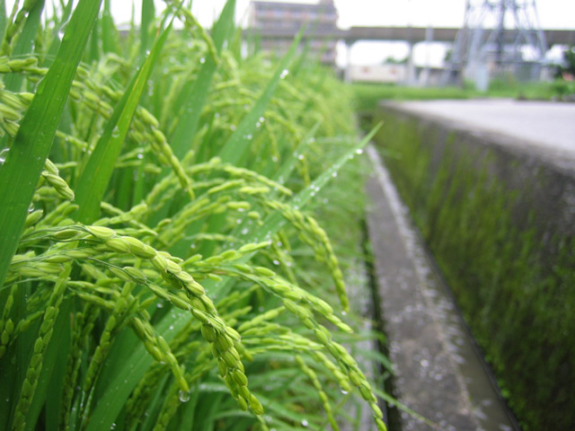実るほど 頭を垂れる 稲穂に近づいてきました