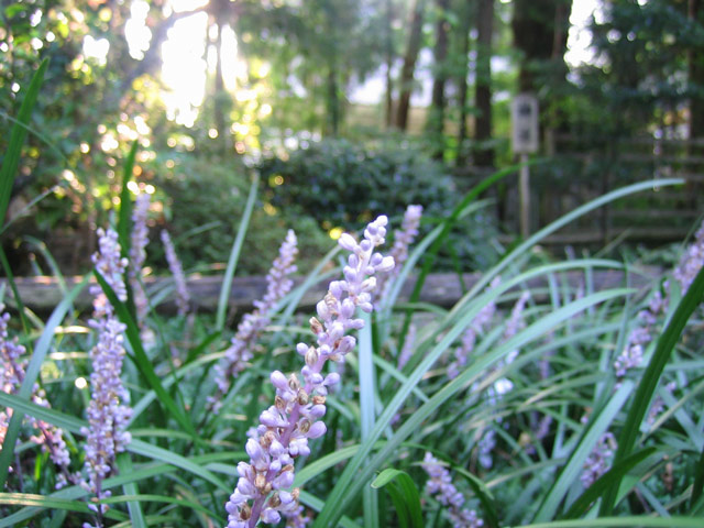 潮江天満宮の薮蘭がキレイです
