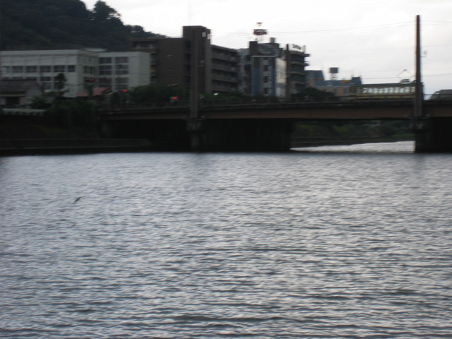 鏡川のボラジャンプ