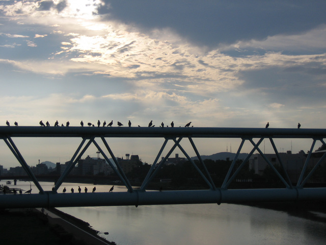 柳原橋、水道橋、ハト、青空