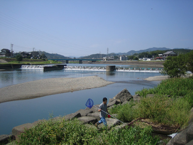 鏡川で石巻貝を採るY君
