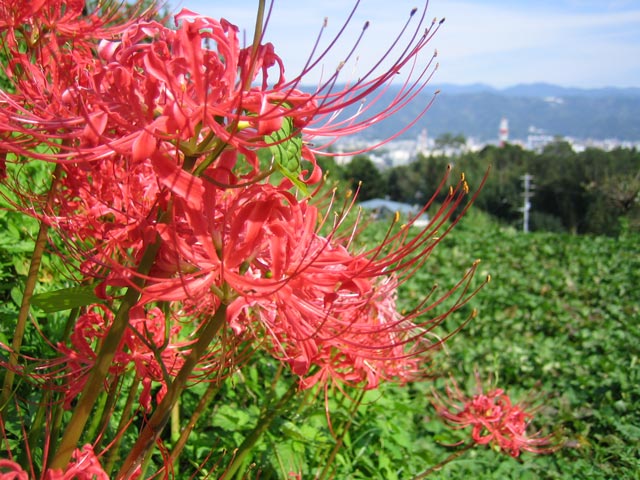 筆山の彼岸花、さつまいも、山番さん