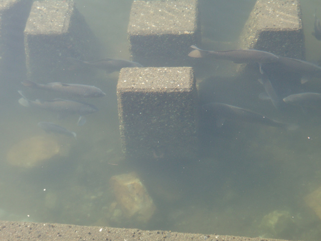 鏡川で大きなスズキが釣れたそうです。これは鯉。