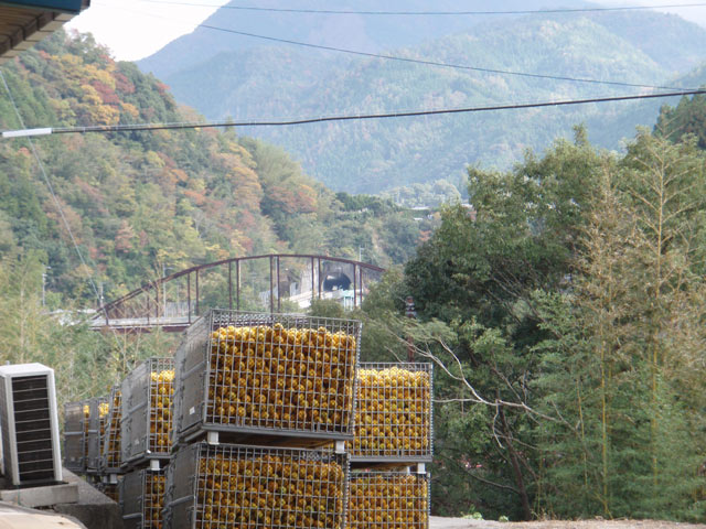 大栃の柚子出荷所と紅葉