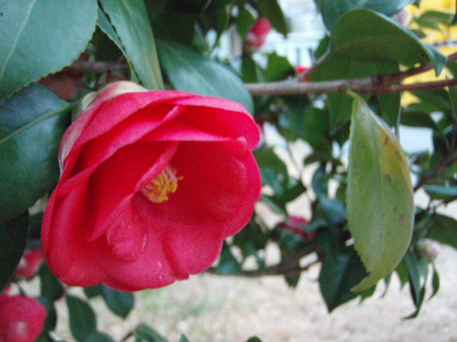 椿の花と椿三十郎