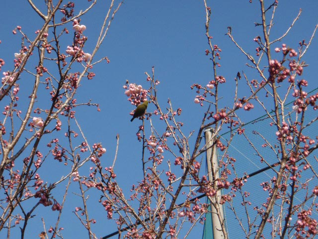 鏡村、河津桜、メジロ、青空