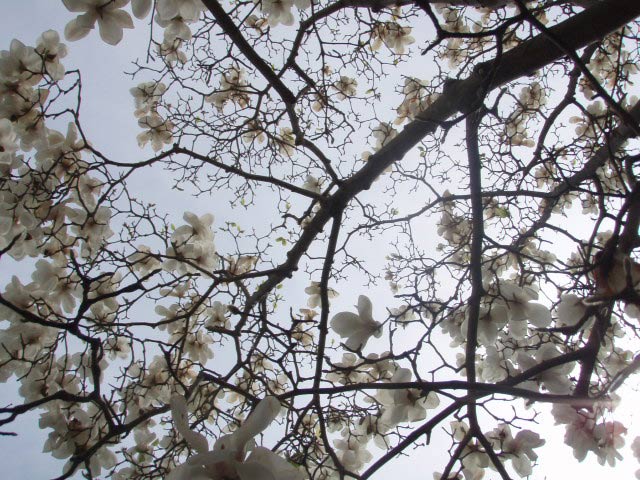 松渕川公園のハクモクレン