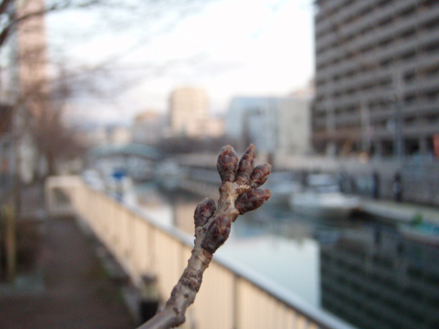 堀川の桜の蕾、三ツ頭堀、壱岐殿堀