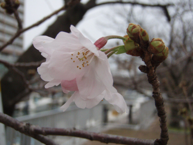 堀川の桜、オガクズの話