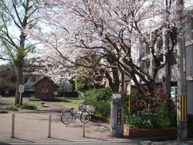 八軒町公園、満開の桜と満開のツツジ