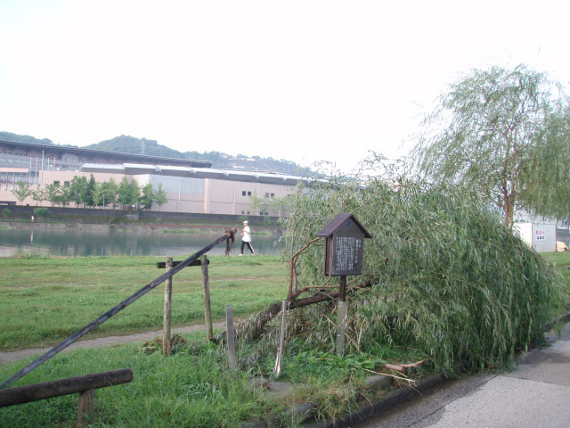 柳原の柳、台風4号で倒されちょりました