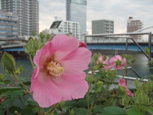 鏡川の芙蓉、色んな花々