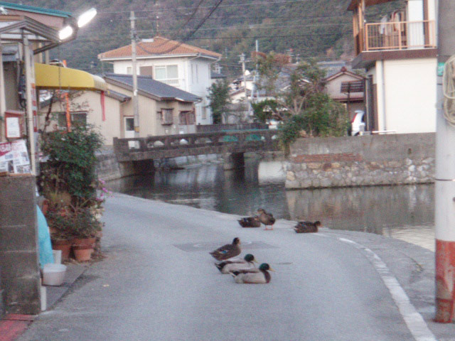 竹島川、道路を占拠するカモたち