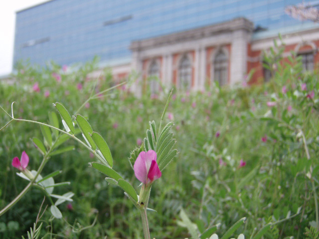 神戸地方裁判所前の花