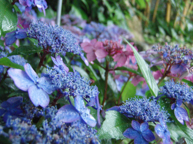 牧野植物園の山紫陽花