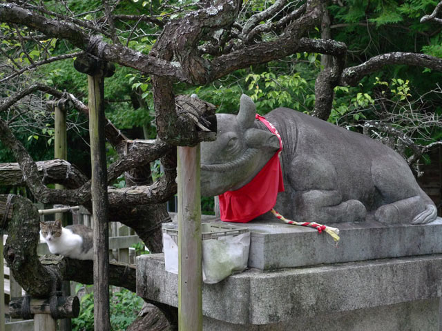 潮江天満宮、牛、猫、飛龍梅