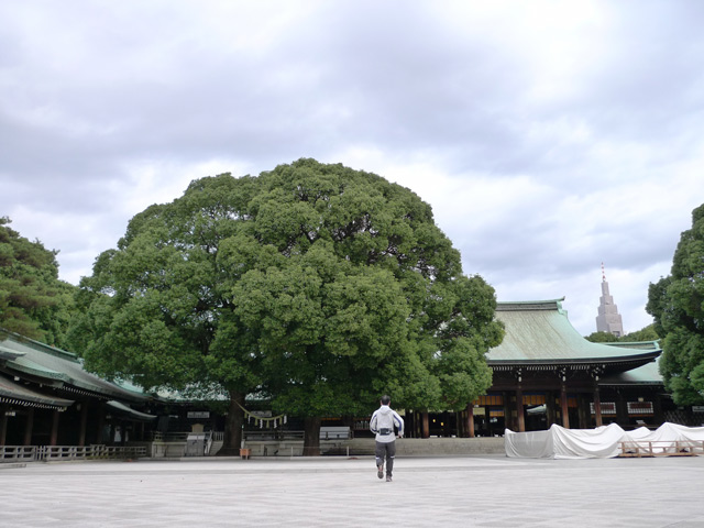 明治神宮の森