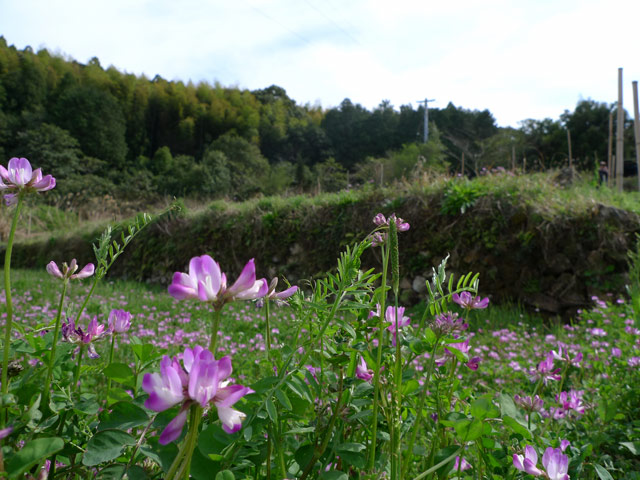 春の小川はさらさらいくよ 岸のすみれやれんげの花に
