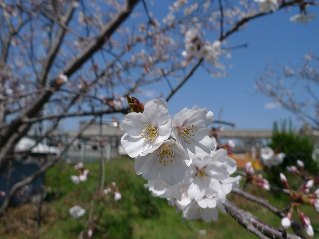 南国工場の桜は3分咲き