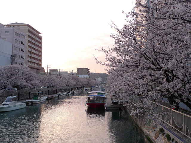 堀川の桜満開、観光遊覧船は桂浜行き
