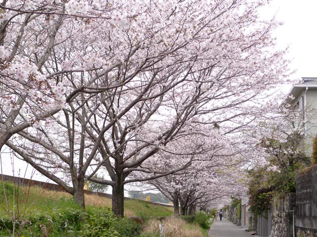 築屋敷の桜は今年もキレイです