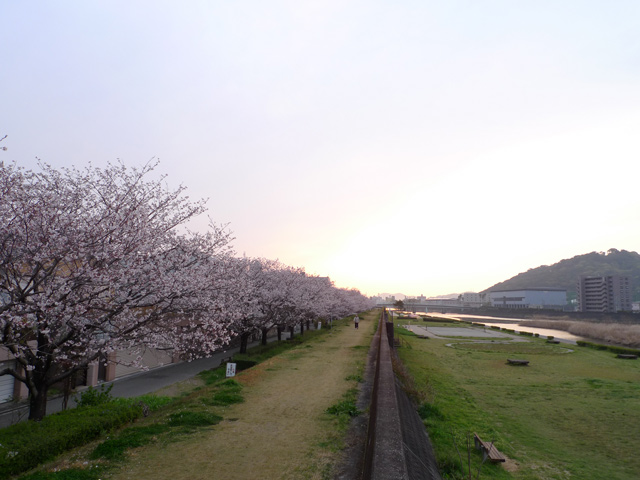 築屋敷の桜と近藤長次郎と龍馬と小龍
