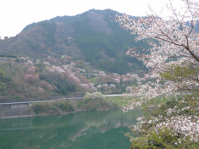 大渡ダムの桜
