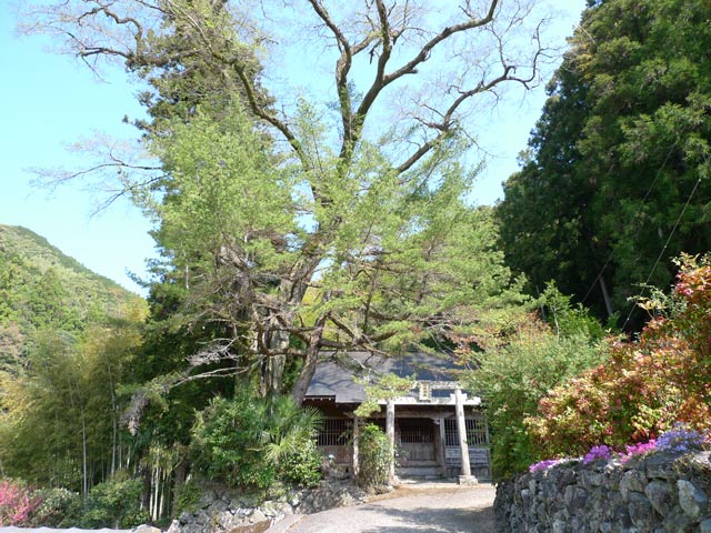 行川神社のムクの巨木