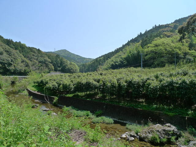 白木谷の四方竹
