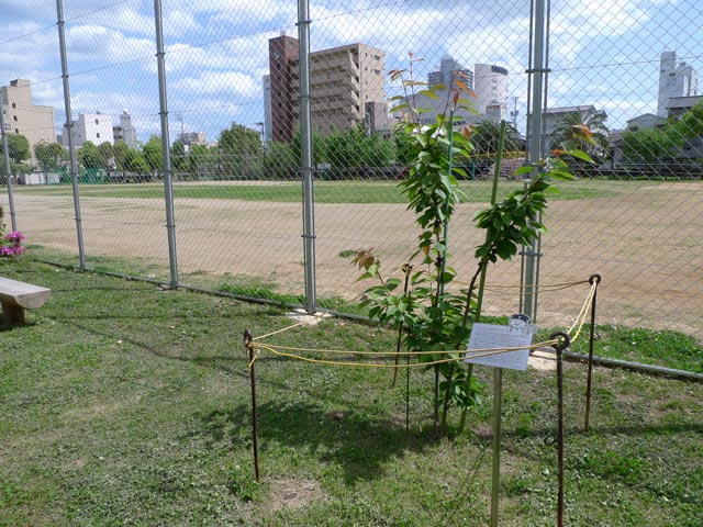 新堀小学校のフクちゃん桜