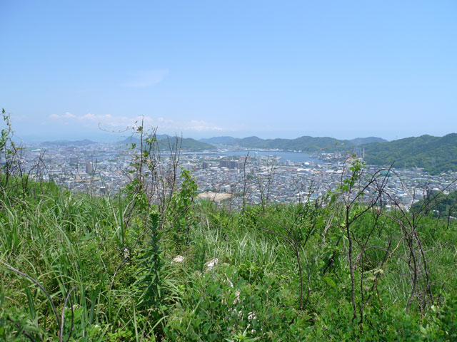 草ぼうぼうになってきた高見山