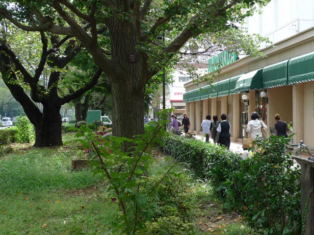 国立でも吉祥寺でも、高知育ちがどっしこ