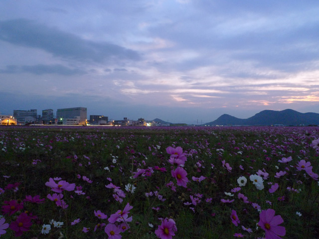 夜明け前のコスモス畑