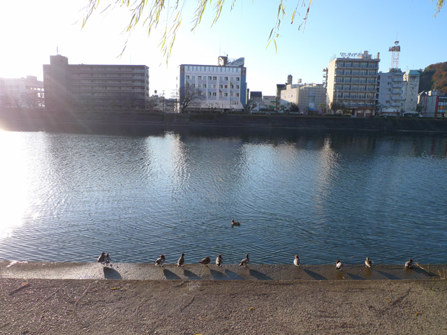 鏡川、唐人町の鴨