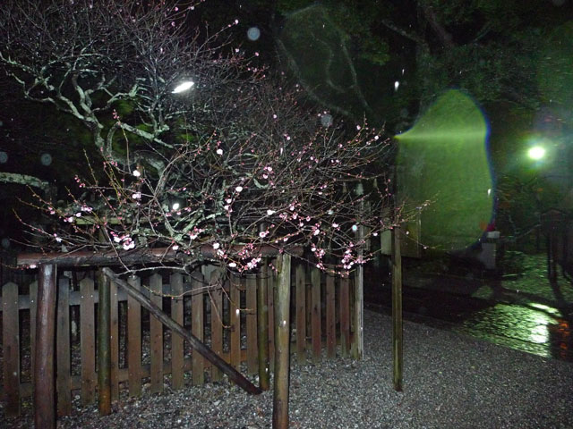 雨のなかの飛龍梅