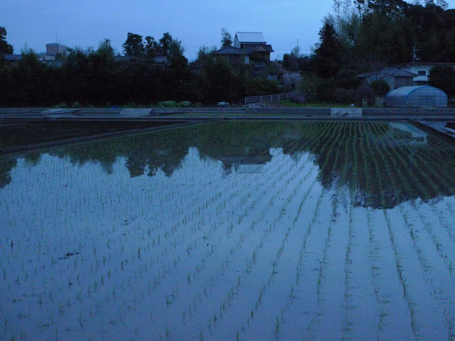 田植えのすんだ住吉野で相撲を考える