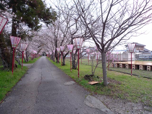 熊野神社参道のお花見