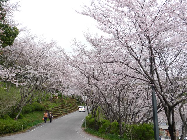 岡豊の桜満開、歴民のリニューアルオープンは4月10日