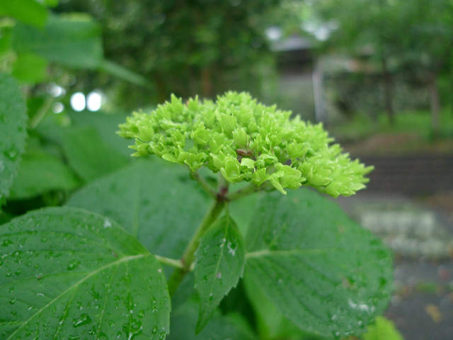 年を数えたことはございません