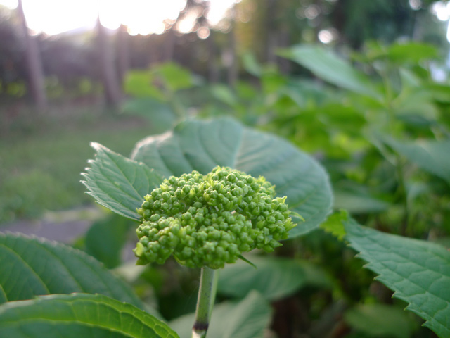 紫陽花の季節も近いです
