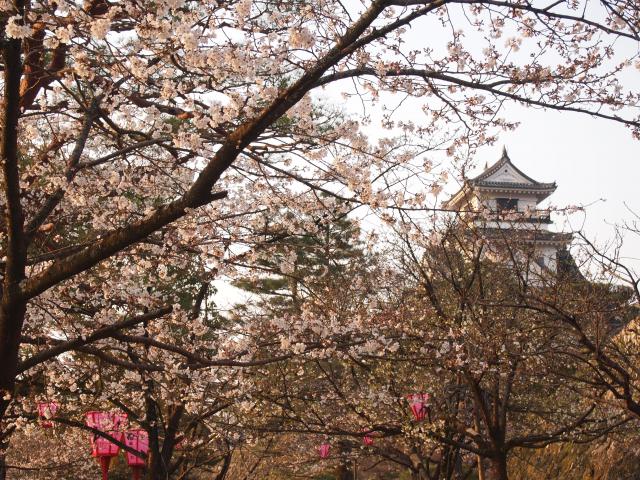 大高坂山の満開の桜