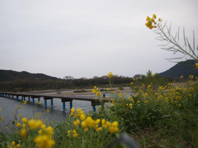 久々、佐田の沈下橋、フィギュアのようなひまわり太郎