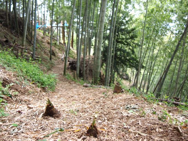 たけのこの里
