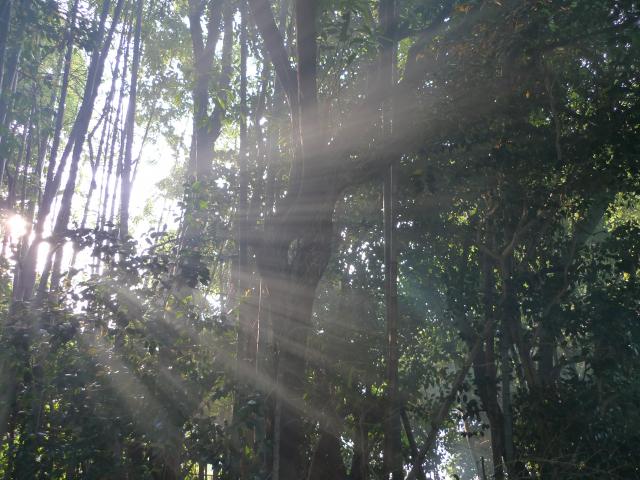 たき火の煙と朝日、たばこの煙と映写光