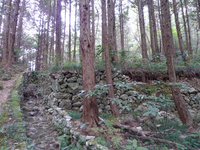 南嶺の風景、農地も草原も、全部杉林に。