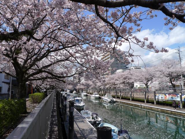 桜満開