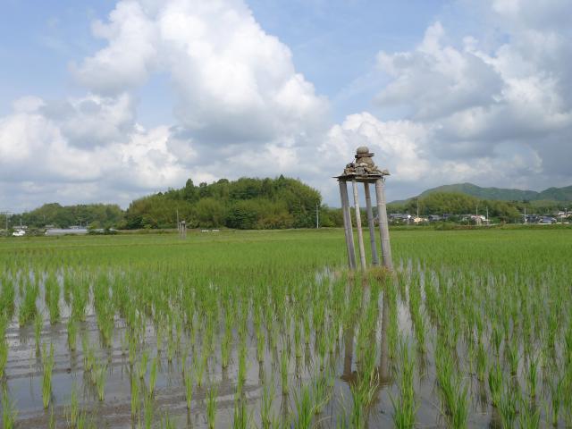 今日も春野、田んぼの神様