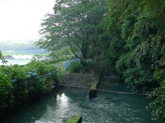 野市、野中兼山さん、上井川、あじさい街道
